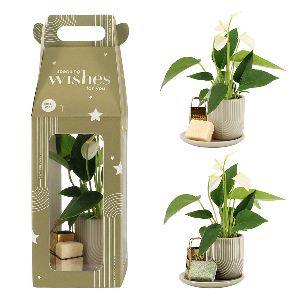 Aromatic Christmas Giftset small - Elegant Anthurium